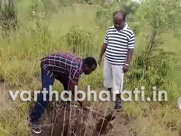 ದಕ್ಷಿಣ ಆಫ್ರಿಕಾದಲ್ಲಿ ಕನ್ನಡ ನಾಡಿನ ಶ್ರೀಗಂಧದ ಗಿಡ !